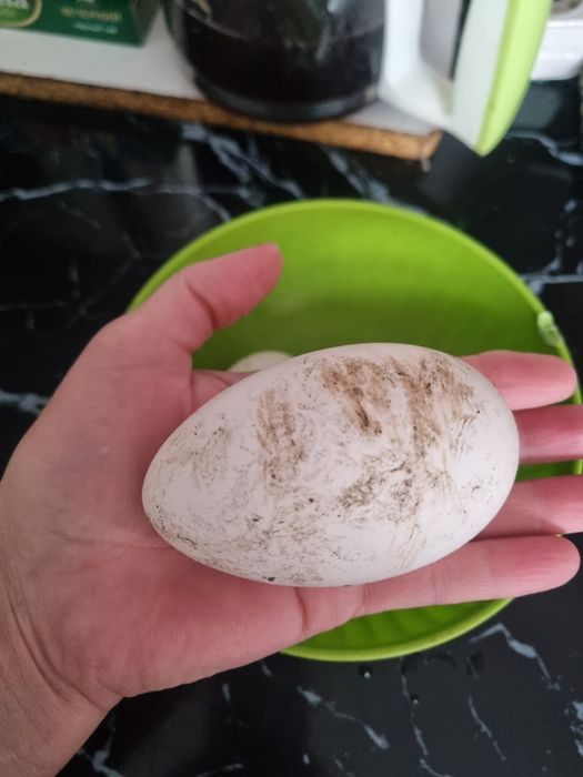 Продам гусей в одни руки