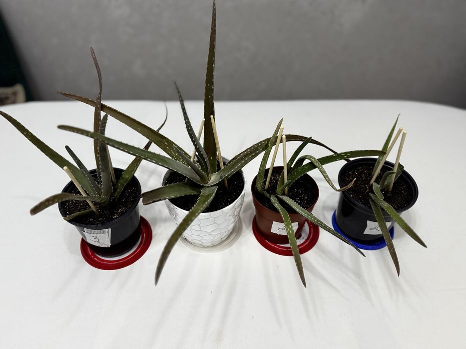 Продам Алоэ вера, от 2000 до 5000 тенге