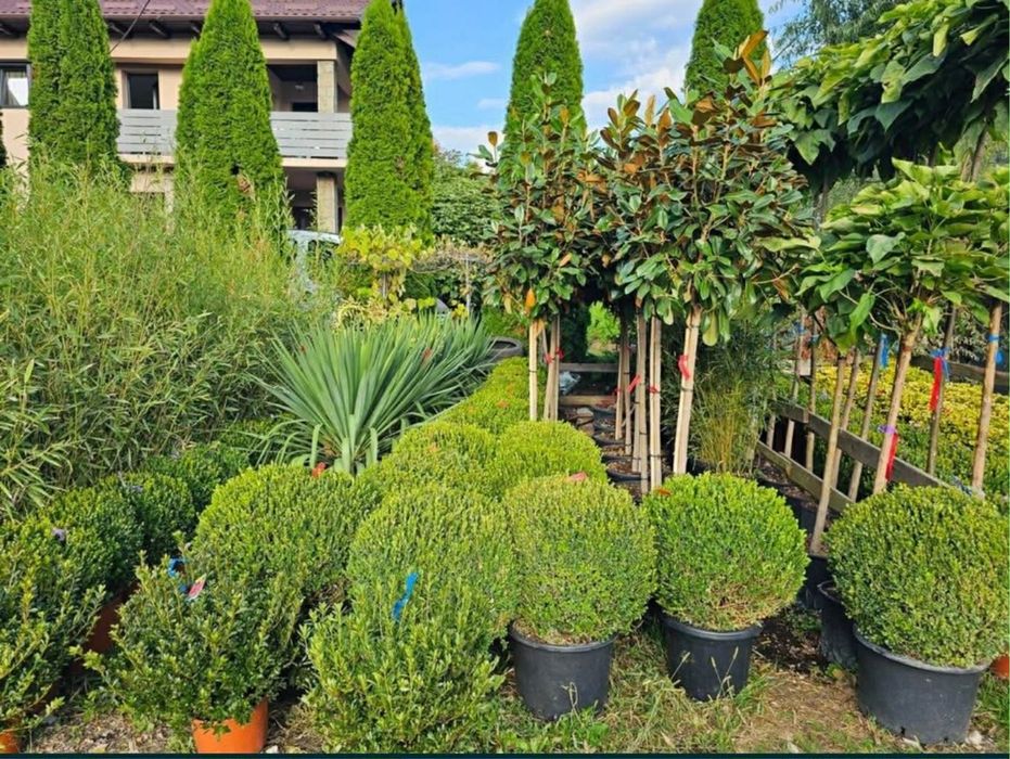 Vand plante ornamentale