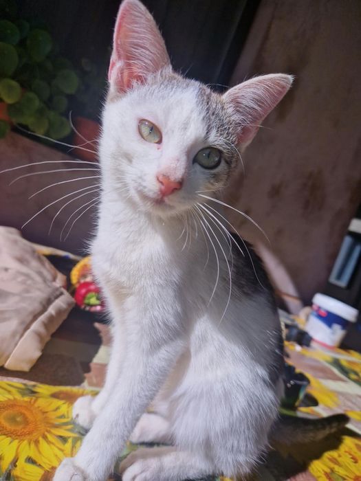 Donez o pisică, este femela.