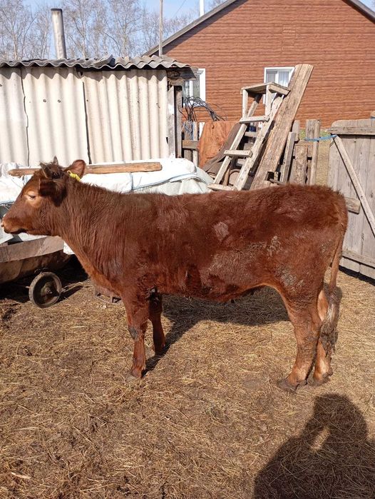 Продам бычка (кастрат)