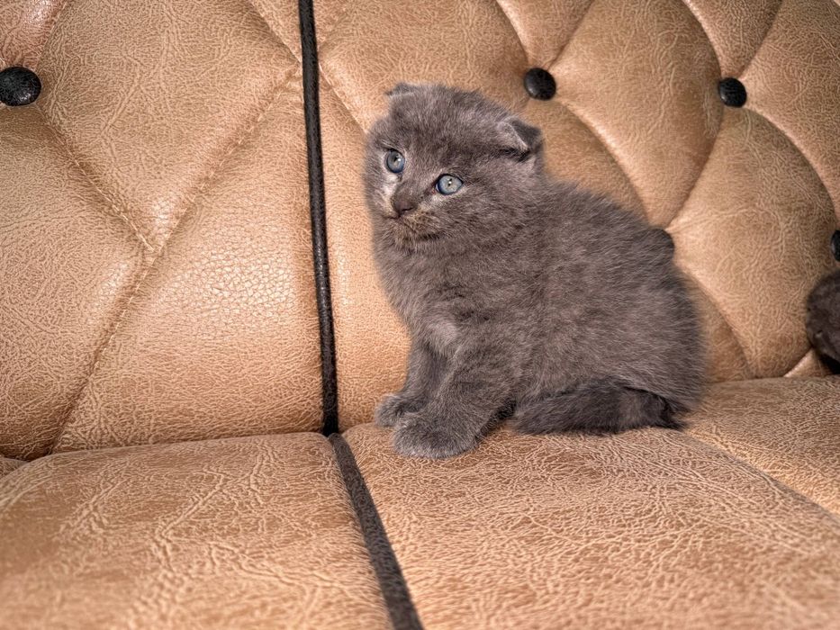котенок скотиш фолд мальчик