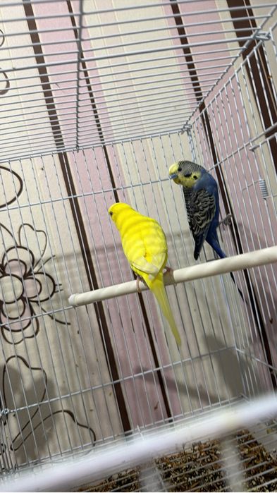 Продается волнистый попугай