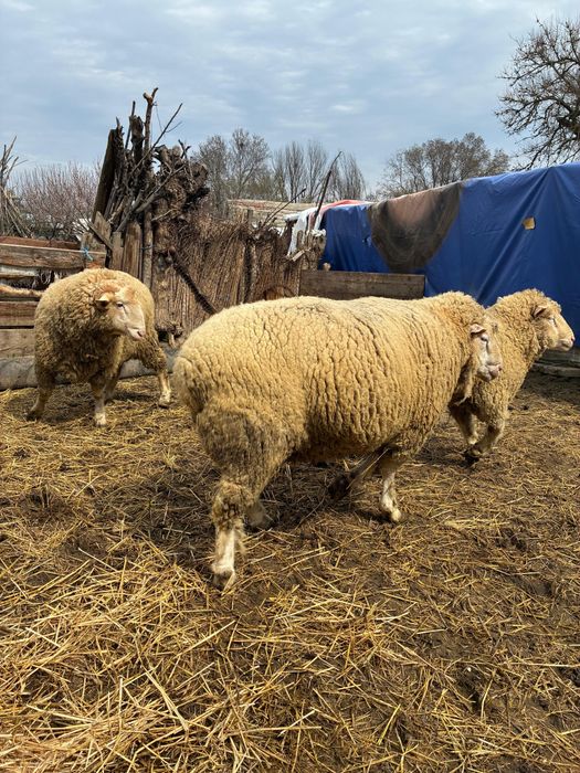 Berbecuti il de France