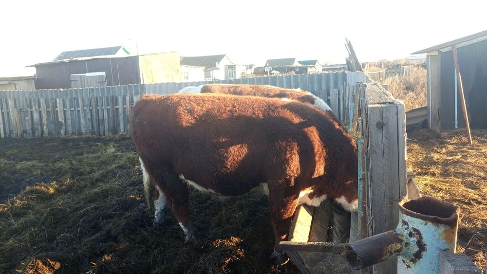 Продам быков. Без торга.