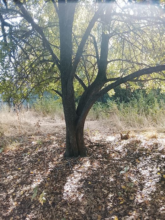 Участок в Кыргауылды