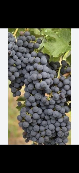 Struguri de vin productie 2026