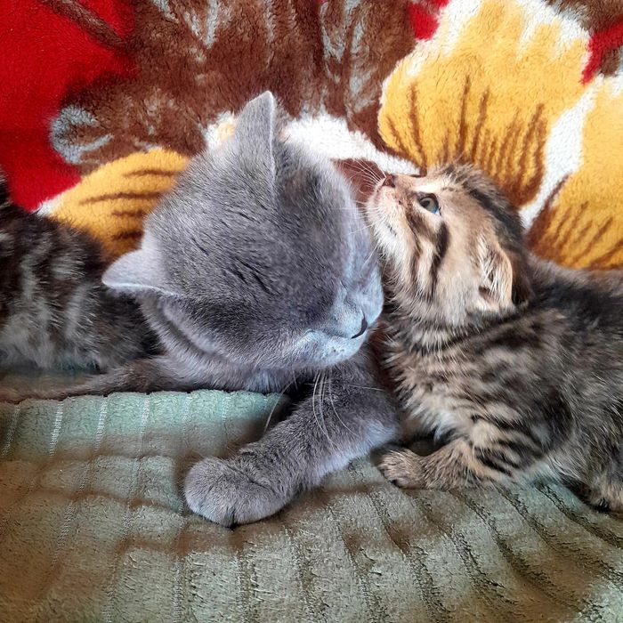 Продам котят полубританцев.
 Есть девочки и мальчики.