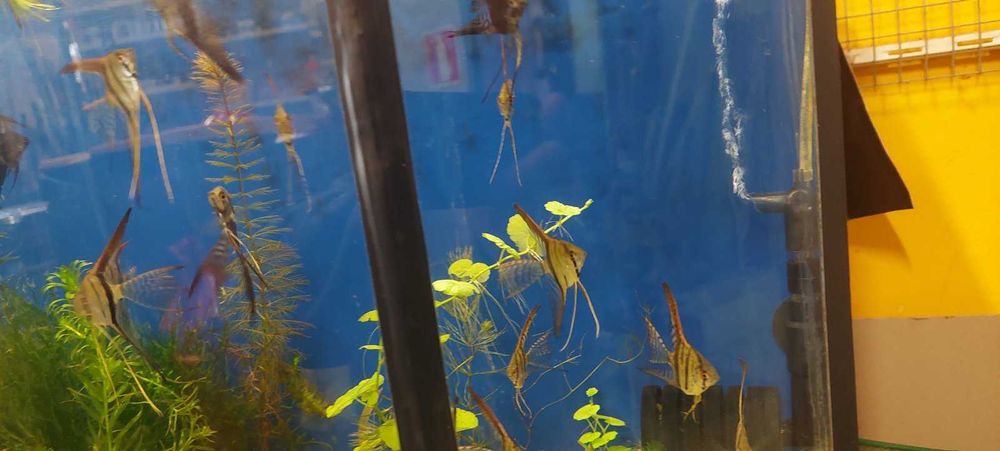 Декоративни рибки Скаларии