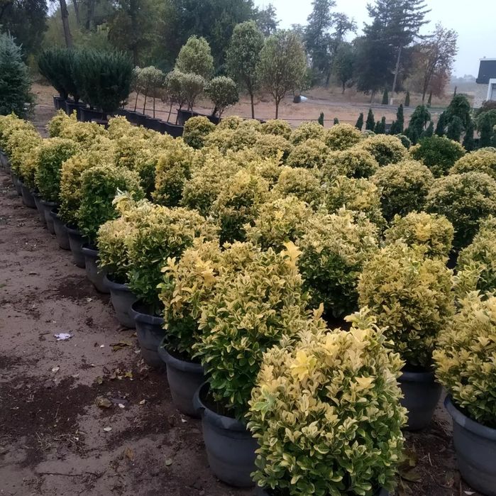 Archalar va xar xil turdagi manzarali daraxtlar bor