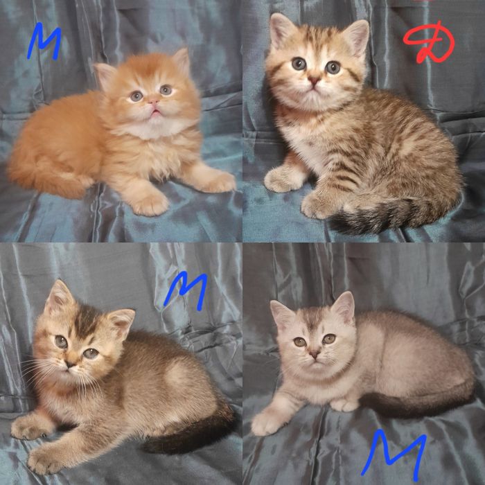 Продаются шикарные котята скотишстрайт,шиншилла.Цены разные на котят.