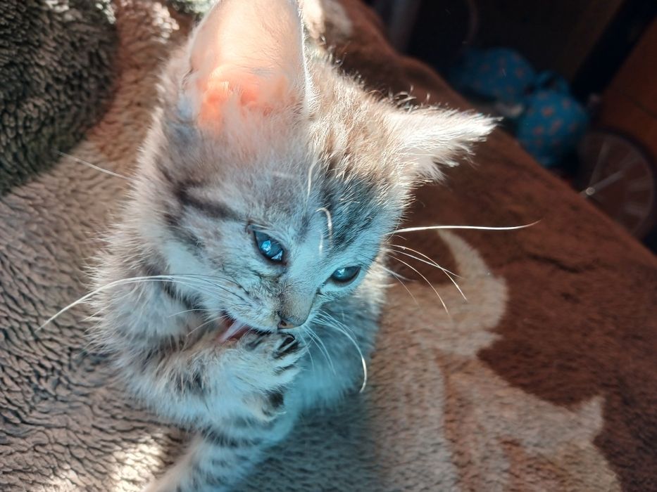 Милая кроха в ваш дом