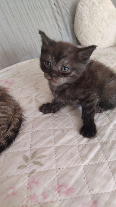 Котята шодландцы