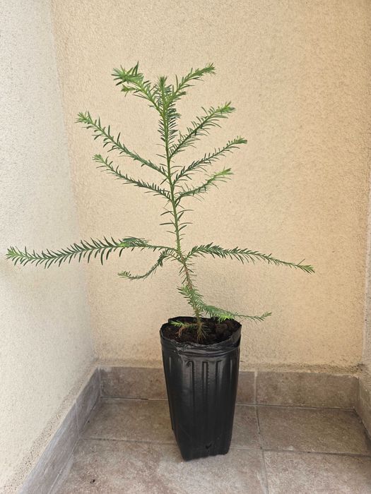 Секвой ( sequoia giganteum, sequoia sempervirens)