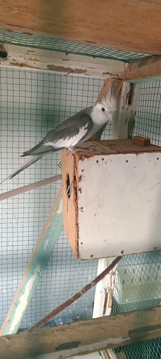 Karella sotilati parasi 350 ming