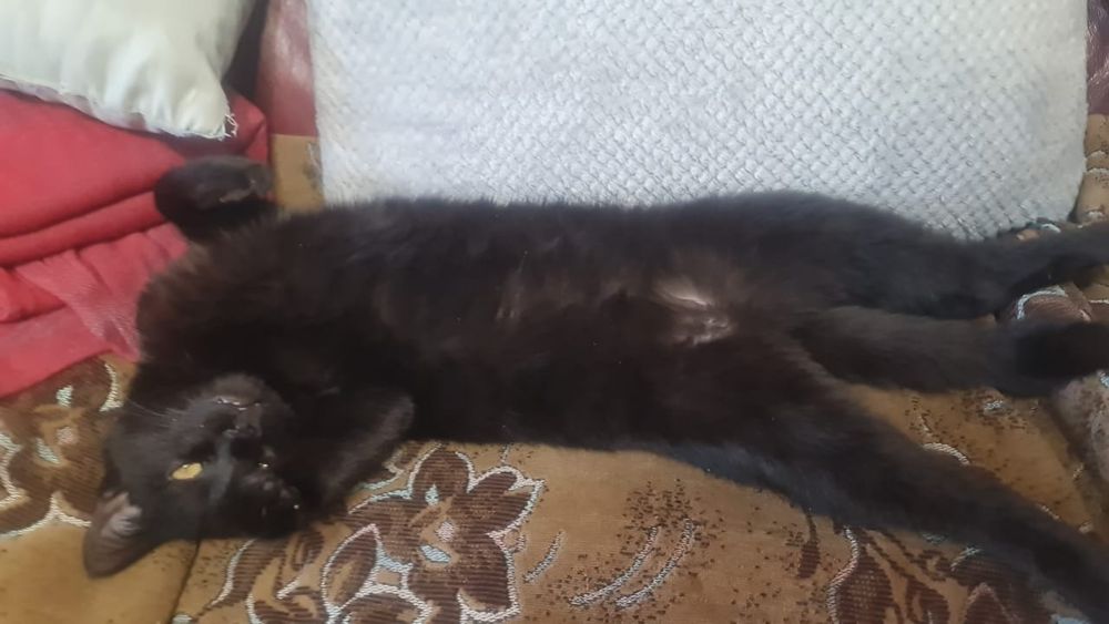 Отдам котёнка в добрые руки