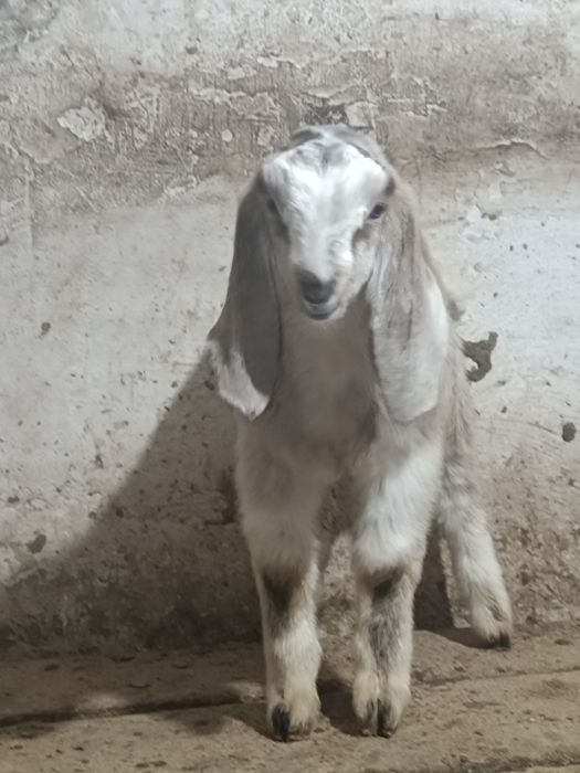 Козлик камори битал продаеться