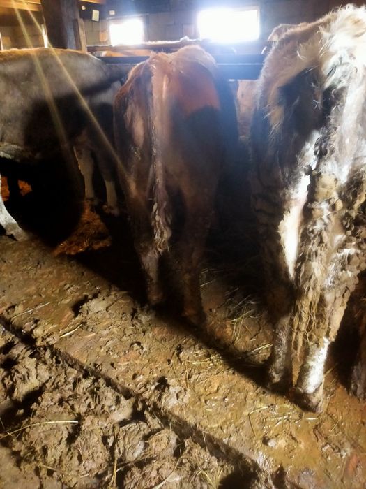 Продам 3 бычка с откорма