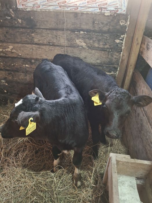 Телята месячные бычок и телочка