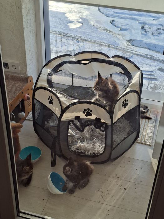 Мейн кун оригниал