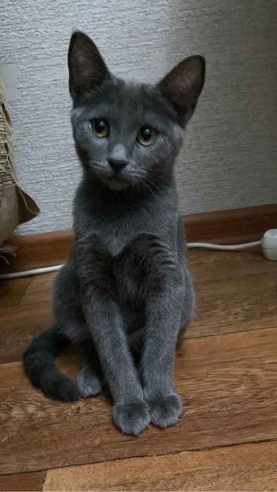 Отдам кошку в хорошие руки