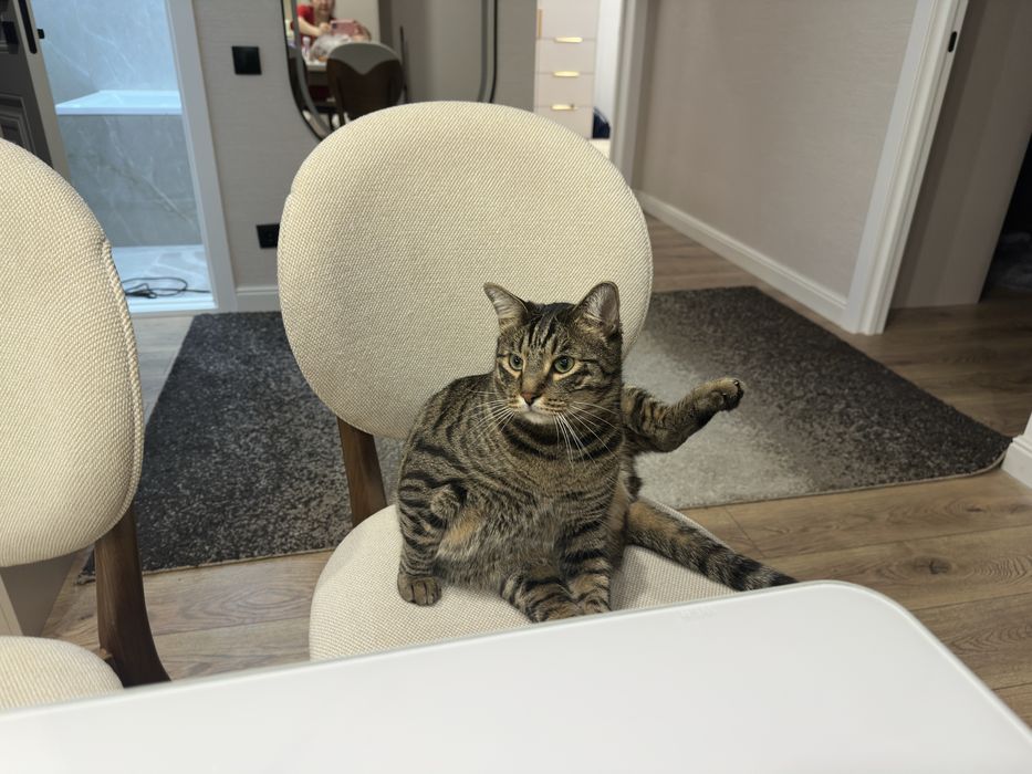 Кот домашний Симба 5 лет