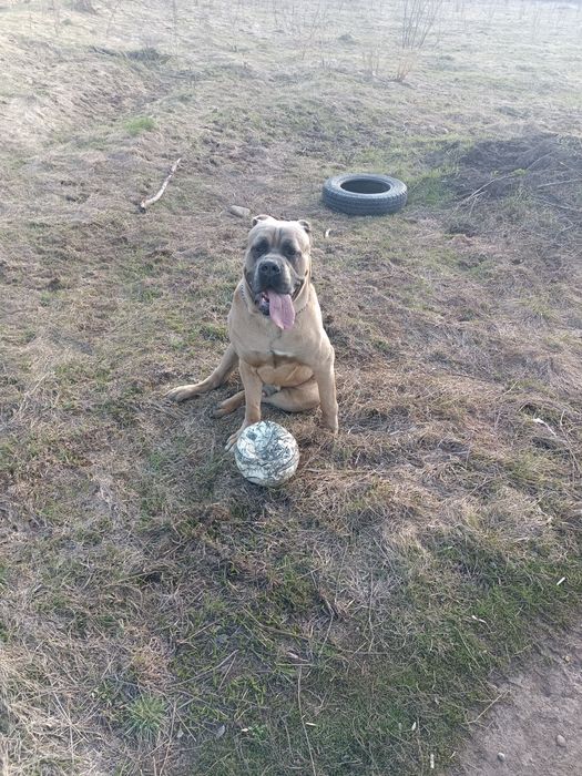 Кане Корсо жених.