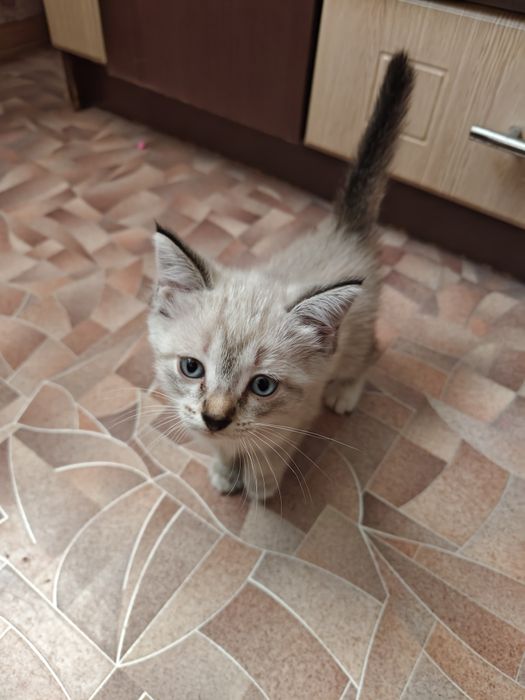 Отдам котят в добрые руки