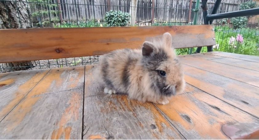 Iepurasi pitici de companie rasa cap de leu