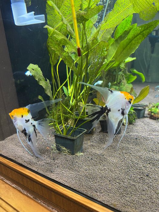 Скалярия кои вуалевая