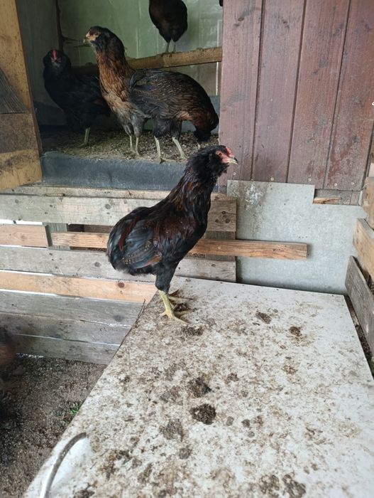 Cocosi tineri Araucana