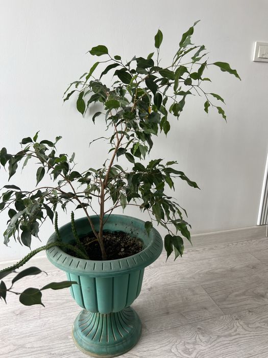 Цветы по низкой цене