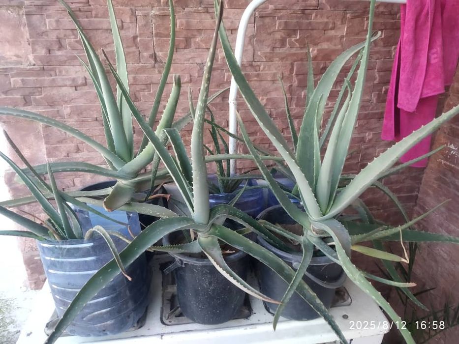 Цветы Алоэ Вера Лечебное в наличии