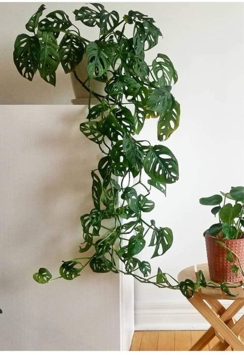Monstera monkeyy