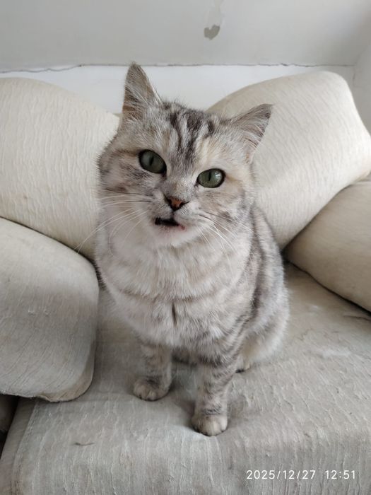 Невероятно красивая кошка ищет хозяев