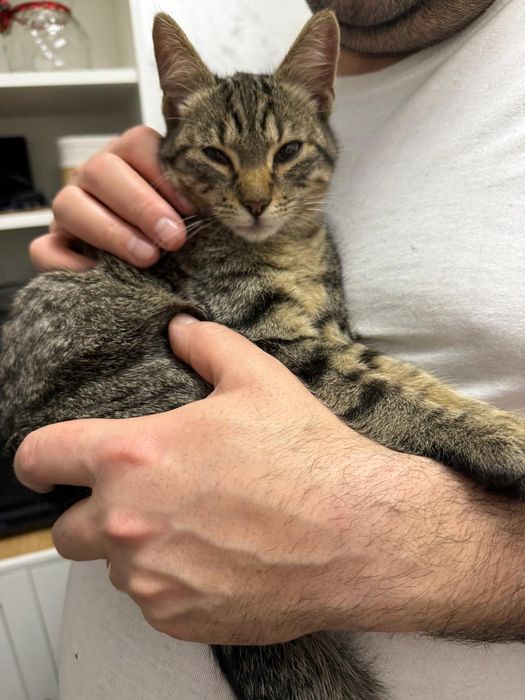 Donez pisica cuminte și frumoasa