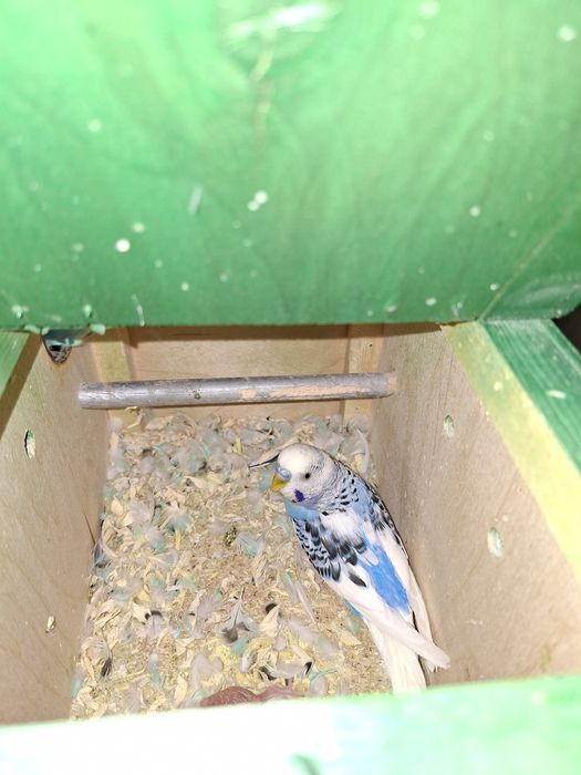 Volnistiy popugay para.