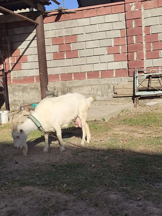 Занен ешки лагымен