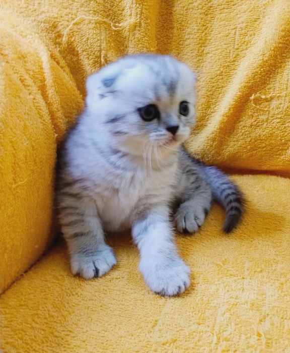 висЛоуХие КотИка