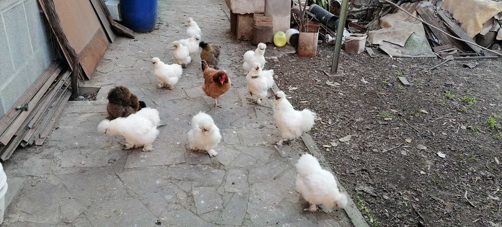 Кокошки Копринки