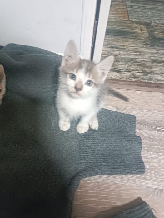 Отдам котят бесплатно