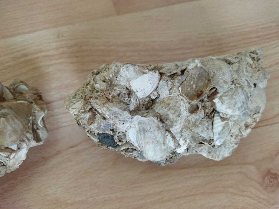 НАЛИЧНИ до края на месеца вкаменени миди 2 броя