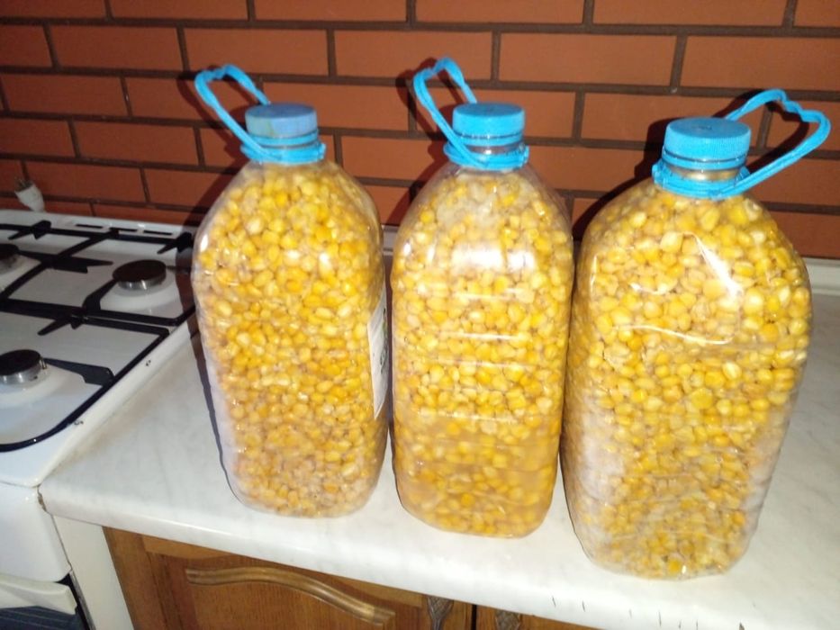Продам кукурузу для рыбалки