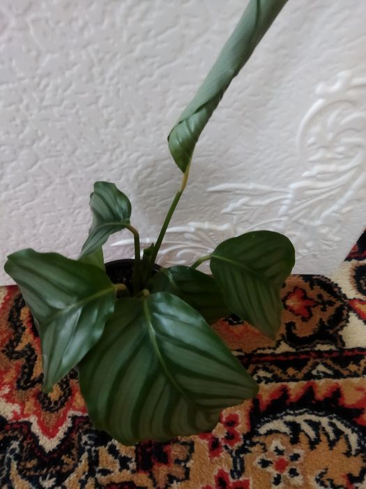 Комнатные цветы в ассортименте