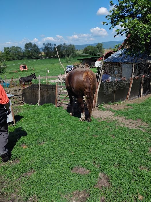 Mânză de vânzare , mânza este de patru ani, sănătoasă bine întreținută