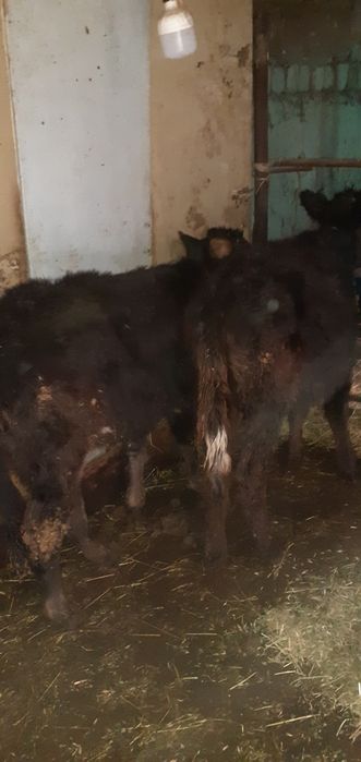 Таначалар Гуножинчалар бор