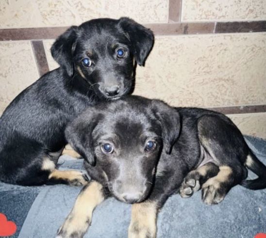 Два малыша ищут семью!