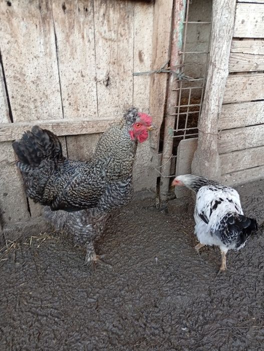 De vânzare cocoși tineri