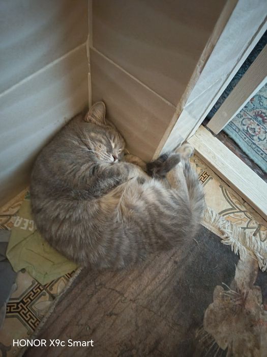 Отдам кошечку в добрые руки