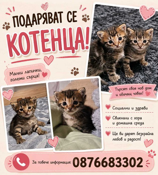 Подаряват се котенца